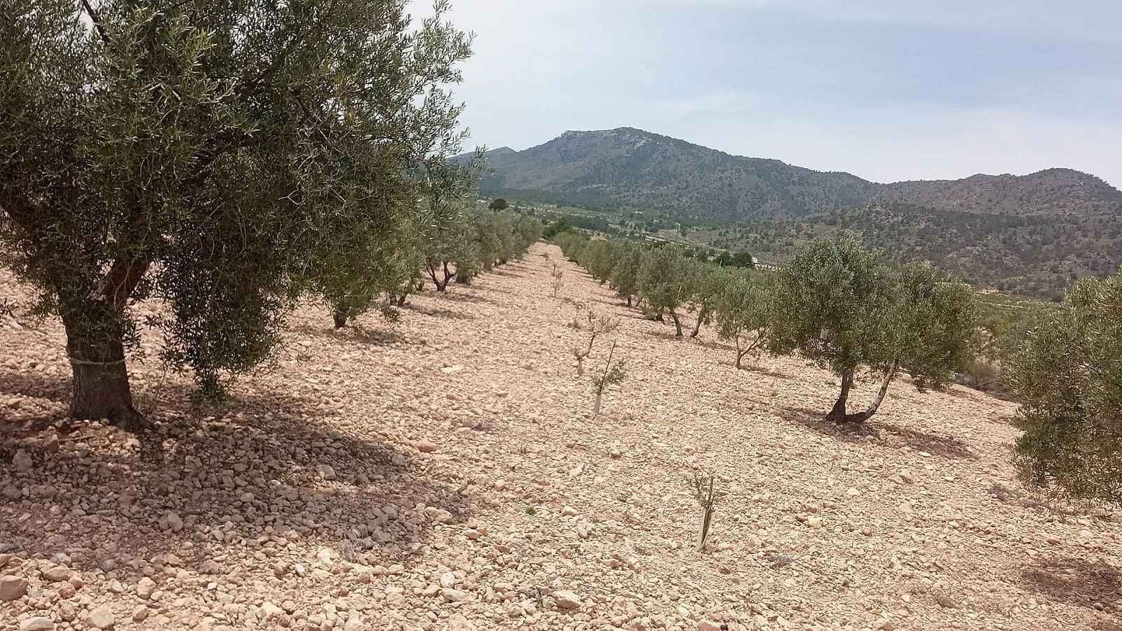 Terreno en Salinas